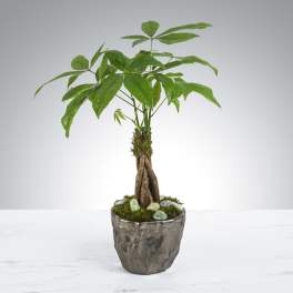 Braided money tree plant in a textured metallic pot with moss and smooth stones