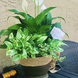 Potted peace lily plant with white blooms in a black container