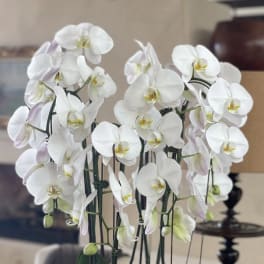 White orchids arranged in a gray bowl planter with green moss