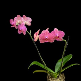 Pink orchid plant in a black pot