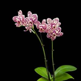 Potted orchid plant with spotted pink-and-white blooms