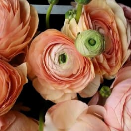 Peach ranunculus blooms arranged closely together
