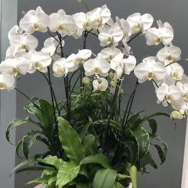 White phalaenopsis orchids and green plants arranged in a low white ceramic bowl