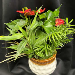 Tropical plant arrangement with red anthuriums in a ceramic pot