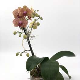 Phalaenopsis Orchid2 (DL)