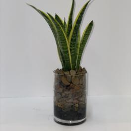 Potted snake plant in a clear glass vase filled with pebbles