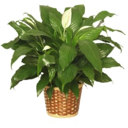 PEACE LILY PLANT