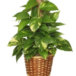 Potted trailing green plant in a woven basket with a wooden support