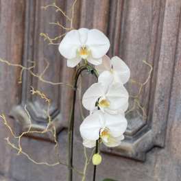 White orchid plant in a white bowl planter