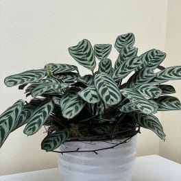 Potted plant with striped oval leaves in a white ceramic pot