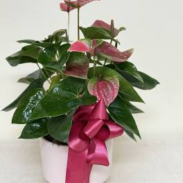 Potted anthurium plant with pink blooms and a satin ribbon