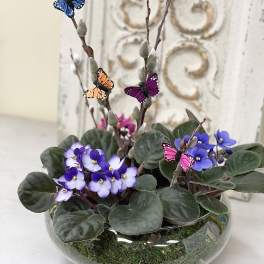 Potted purple African violets with butterfly picks in a glass bowl