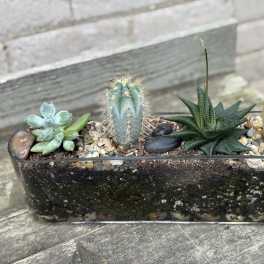 Succulent and cactus arrangement in a rectangular glass planter