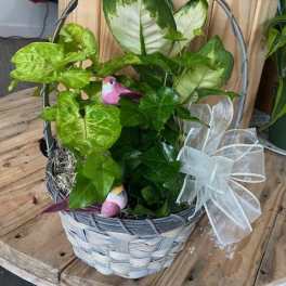 Mixed Plant Basket