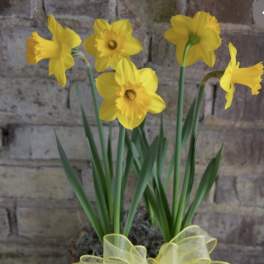 Potted yellow daffodils with a sheer yellow bow