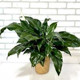 Peace Lily Plant