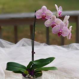 Pink orchid plant in a white pot with broad green leaves