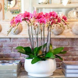 Pink orchids in a white ceramic pot