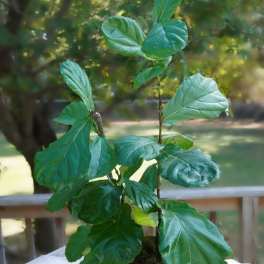 Potted fiddle leaf fig plant in a textured white container