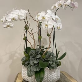 White orchid arrangement in a white ceramic planter