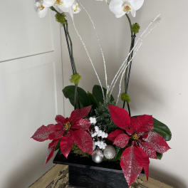 White orchids with red poinsettias in a black planter
