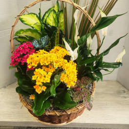 Basket arrangement with colorful flowering plants and white peace lilies
