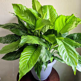 Peace Lily