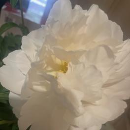 Peony Plant
