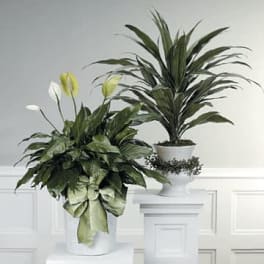 Peace Lily tropical