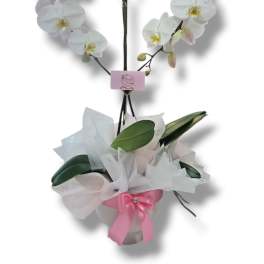White orchid arrangement in a wrapped pot with a pink ribbon