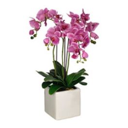 3 Purple Orchids Plants (Select) arranged in ceramic container.