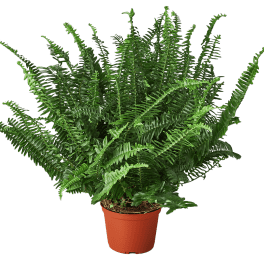 Potted fern plant in an orange nursery pot
