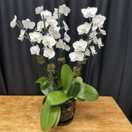 White orchids in a black pot with broad green leaves