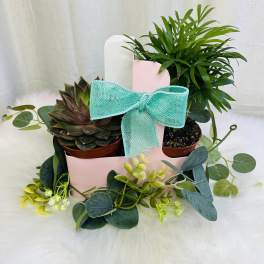 Two potted plants in a pink gift box with a turquoise bow