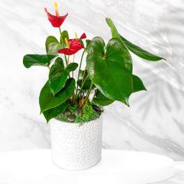 Potted anthurium plant with red blooms in a white decorative container