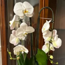 White orchid plant in a decorative pot