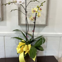 Potted orchid arrangement with white and yellow blooms and a yellow ribbon