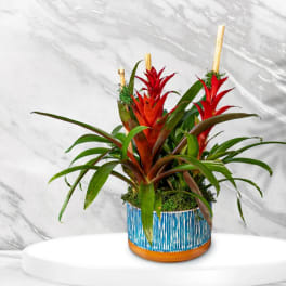 Tropical plant arrangement with red bromeliads in a blue patterned pot