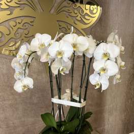 White orchid arrangement in a white pot with a ribbon