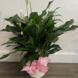 White peace lilies in a white basket with a pink ribbon