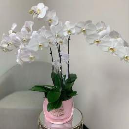 White orchid arrangement in a pink pot on a small table