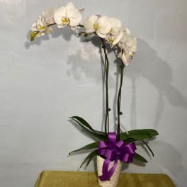 White orchid plant in a white pot with a purple ribbon