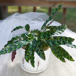 Potted plant with patterned green leaves in a white ceramic pot