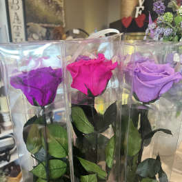 Three single roses in clear gift boxes, in purple, pink, and lavender.