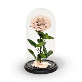 Single pale pink rose under a glass dome on a black base