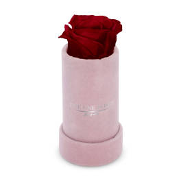Single red rose in a pink cylindrical box