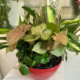 Mixed potted houseplants in a red dotted bowl planter