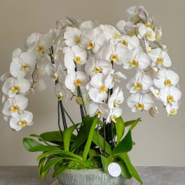 White orchid arrangement in a textured ceramic bowl