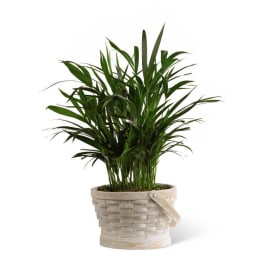 The FTD Deeply Adored Palm Planter