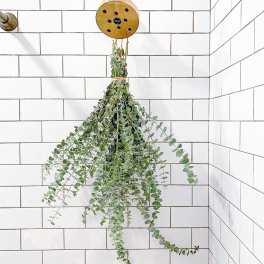 Shower Hanging Eucalyptus